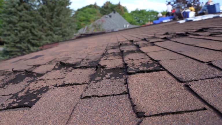 Best Roof Moss and Algae Removal  in Rosita, TX